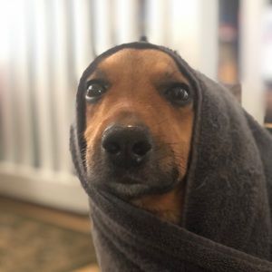 Meet your Posher, Opal